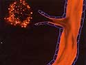 Tumorzellen locken ein Blutgefäß an