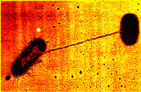 Konjugation bei E.coli-Bakterien: Das Plasmid (rot) wird über einen Pilus von der Spender- auf die Empfängerzelle übertragen. (Animation: RCMS)