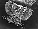 Der Kopf einer erwachsenen Fruchtfliege im Elektronenmikroskop. Foto: Keil
