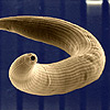 Modellorganismus für die Entwicklungs- biologie: Der Fadenwurm P. pacificus (Bild: J. Berger)