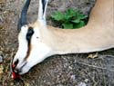An Milzbrand verendete Gazelle (Foto: WHO)