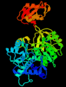Proteinstruktur der Luciferase