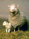 Das Klonschaf Dolly mit seinem ersten Lamm.