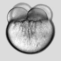 Zebrafisch-Embryo im Vierzellstadium