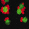 Nanoarchaeum equitans (rot) auf Ignicoccus (grün). Alle Bilder: Stetter & Rachel, Uni Regensburg