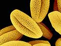 Pollen der Ackerschmal-wand. Foto: Jürgen Berger
