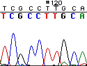 Automatische Sequenzierung: Ein Computerprogramm übersetzt Farbausschläge in die DNA-Sequenz