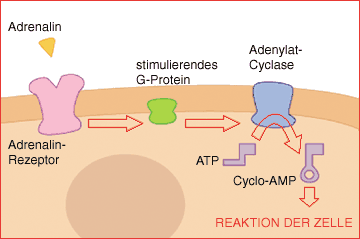 Das Signal des Hormons Adrenalin wird auf Cyclo-AMP als intrazellulären Botenstoff übergeben