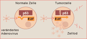Veränderte Adenoviren zerstören nur Tumorzellen ohne p53