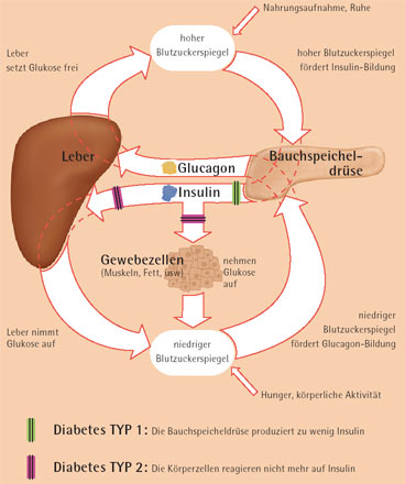 Die Hormone Insulin und Glucagon regeln den Zuckerhaushalt in unserem Körper. Insulin ist dabei ein Sättigungsanzeiger, Glucagon ein Hungersignal.