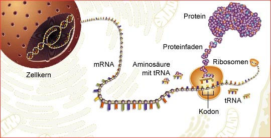 Vom Gen zum Protein: Die Bauanleitung, eine mRNA-Kopie, wandert vom Zellkern ins Zellplasma und wird dort übersetzt (zum Vergrößern anklicken)